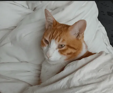 Ginger